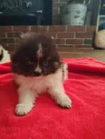 O'Brien, a male Pomeranian for sale in Pottstown, PA – 1 of 2