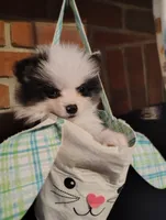 Potter, a male Pomeranian for sale in Pottstown, PA – Photo 5 of 8