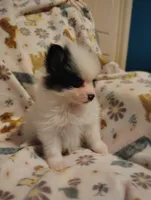 Potter, a male Pomeranian for sale in Pottstown, PA – Photo 2 of 8