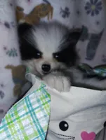 Potter, a male Pomeranian for sale in Pottstown, PA – Photo 7 of 8