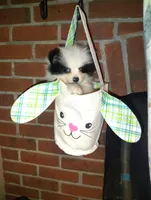 Potter, a male Pomeranian for sale in Pottstown, PA – Photo 6 of 8