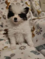 Potter, a male Pomeranian for sale in Pottstown, PA – Photo 3 of 8