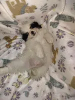 Potter, a male Pomeranian for sale in Pottstown, PA – Photo 8 of 8