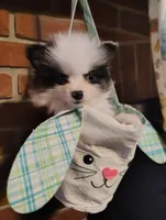 Potter, a male Pomeranian for sale in Pottstown, PA – Photo 4 of 8