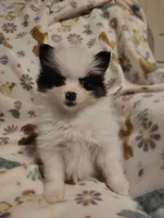 Potter, a male Pomeranian for sale in Pottstown, PA – Photo 1 of 8