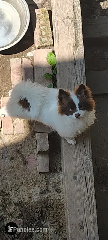 Stella – Pomeranian puppy for sale in Pottstown, PA