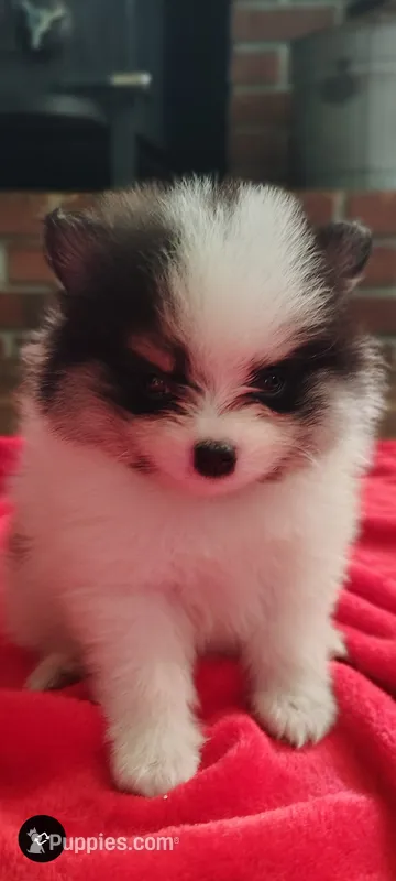 Danny – Pomeranian puppy for sale in Pottstown, PA