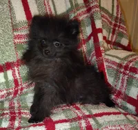 Donner, a male Pomeranian for sale in Pottstown, PA – Photo 1 of 3
