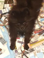 Donner, a male Pomeranian for sale in Pottstown, PA – Photo 2 of 3