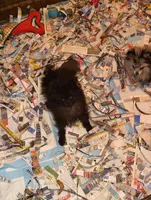 Donner, a male Pomeranian for sale in Pottstown, PA – Photo 3 of 3