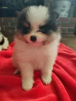 Danny, a male Pomeranian for sale in Pottstown, PA – 2 of 2