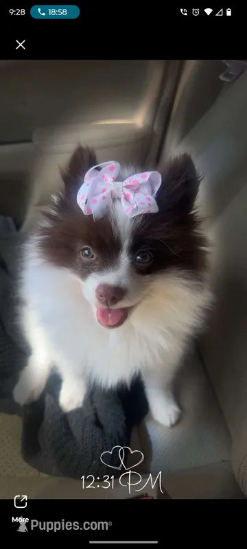 Stella – Pomeranian puppy for sale in Pottstown, PA