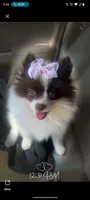 Stella, a female Pomeranian for sale in Pottstown, PA – 1 of 2