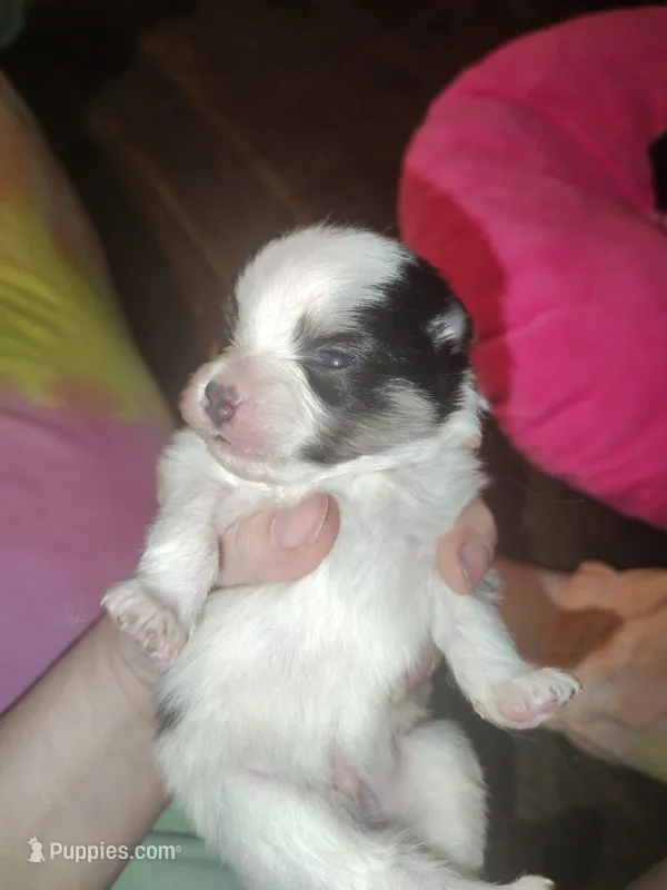 Danny, a male Pomeranian for sale in Pottstown, PA – 1 of 1