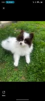 Stella, a female Pomeranian for sale in Pottstown, PA – 2 of 2