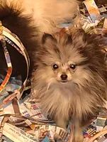 Dancer, a female Pomeranian for sale in Pottstown, PA – Photo 2 of 2