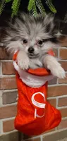 Dancer, a female Pomeranian for sale in Pottstown, PA – Photo 1 of 2