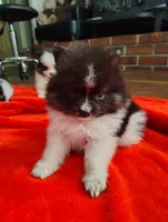 O'Brien, a male Pomeranian for sale in Pottstown, PA – 2 of 2