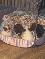 Mopsy, a female Pomeranian for sale in Pottstown, PA – Photo 2 of 3