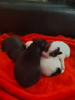 Mopsy, a female Pomeranian for sale in Pottstown, PA – Photo 1 of 3