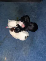 Mopsy, a female Pomeranian for sale in Pottstown, PA – Photo 3 of 3