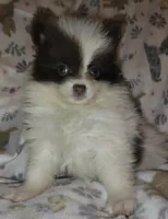 Beatrice, a female Pomeranian for sale in Pottstown, PA – Photo 4 of 6