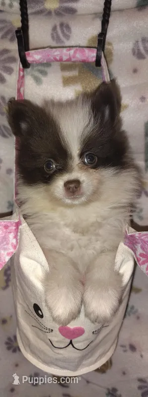 Beatrice – Pomeranian puppy for sale in Pottstown, PA