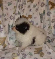 Beatrice, a female Pomeranian for sale in Pottstown, PA – Photo 3 of 6