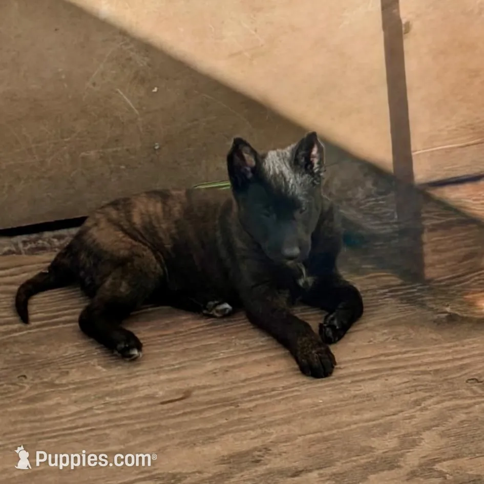Brindle females, a female Belgian Malinois for sale in Rialto, CA – Photo 2 of 3