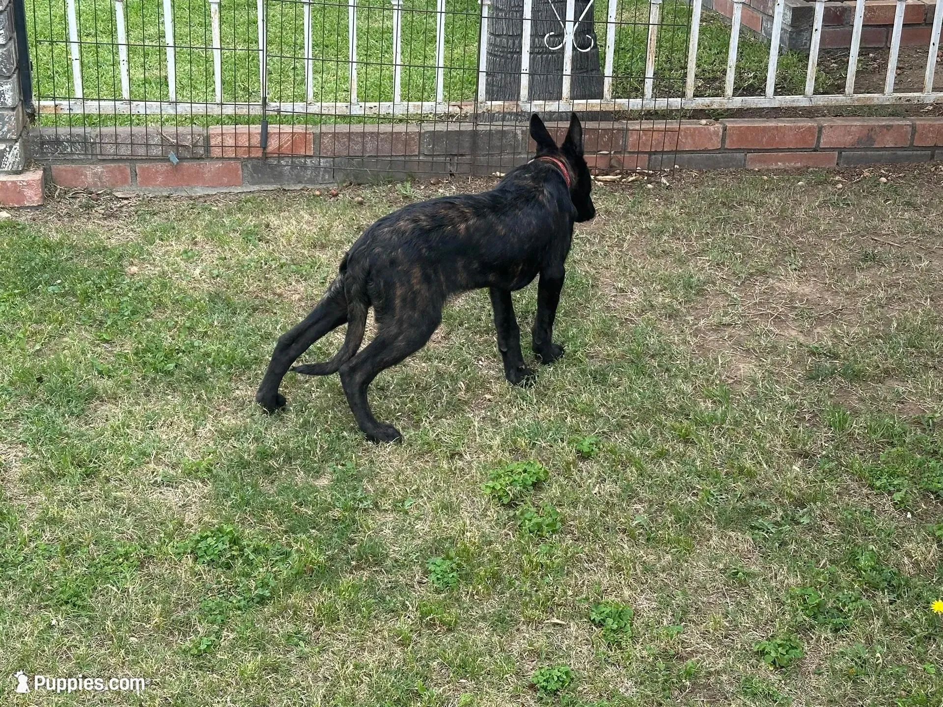 Brindle Female, a female Belgian Malinois for sale in Rialto, CA – Photo 2 of 3