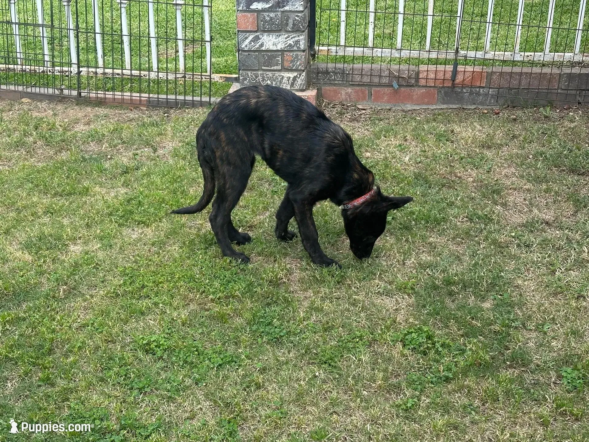 Brindle Female, a female Belgian Malinois for sale in Rialto, CA – Photo 3 of 3