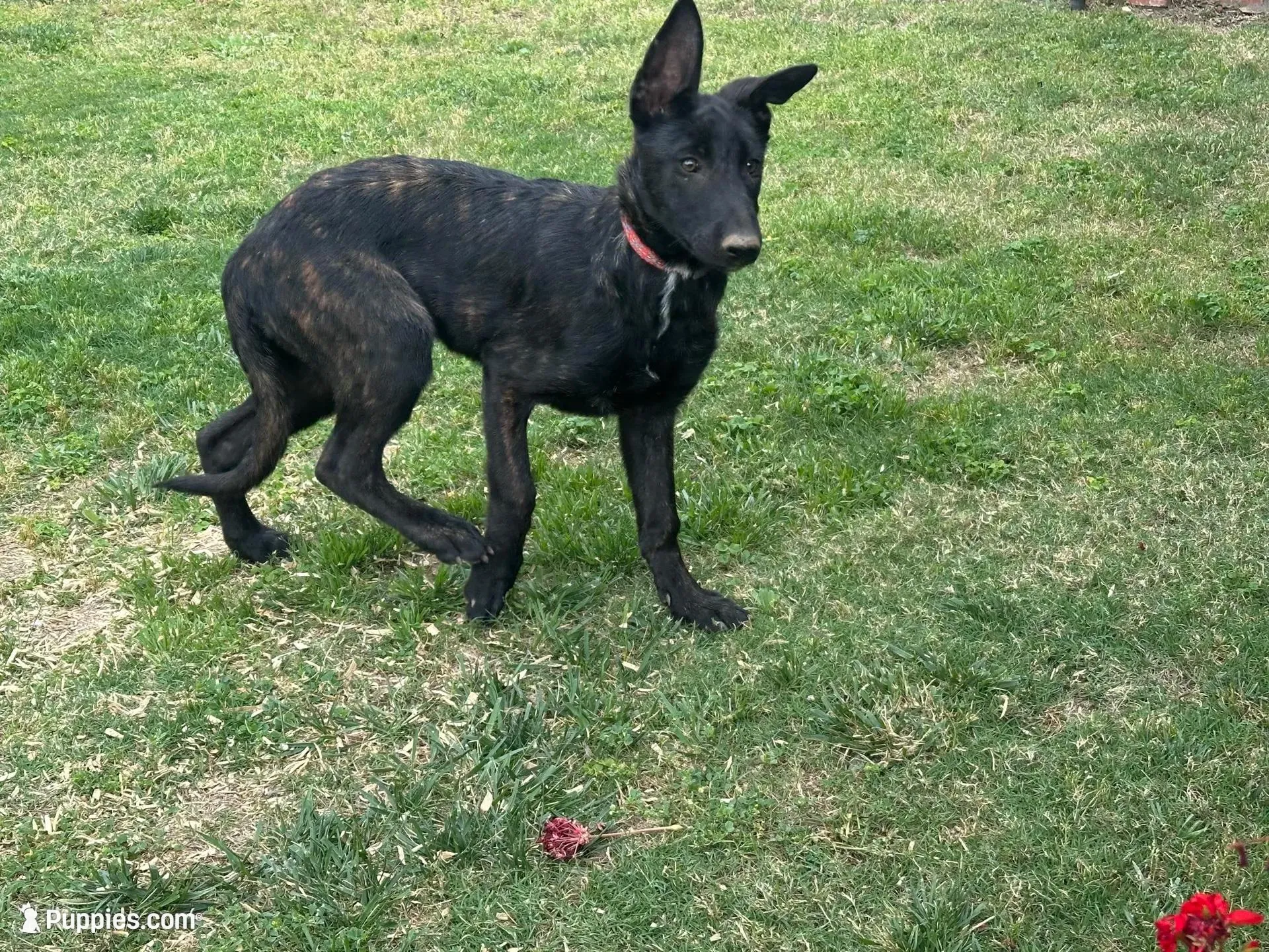 Brindle Female – Belgian Malinois puppy for sale in Rialto, CA