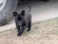 Brindle Females, a female Belgian Malinois for sale in Rialto, CA – Photo 2 of 2