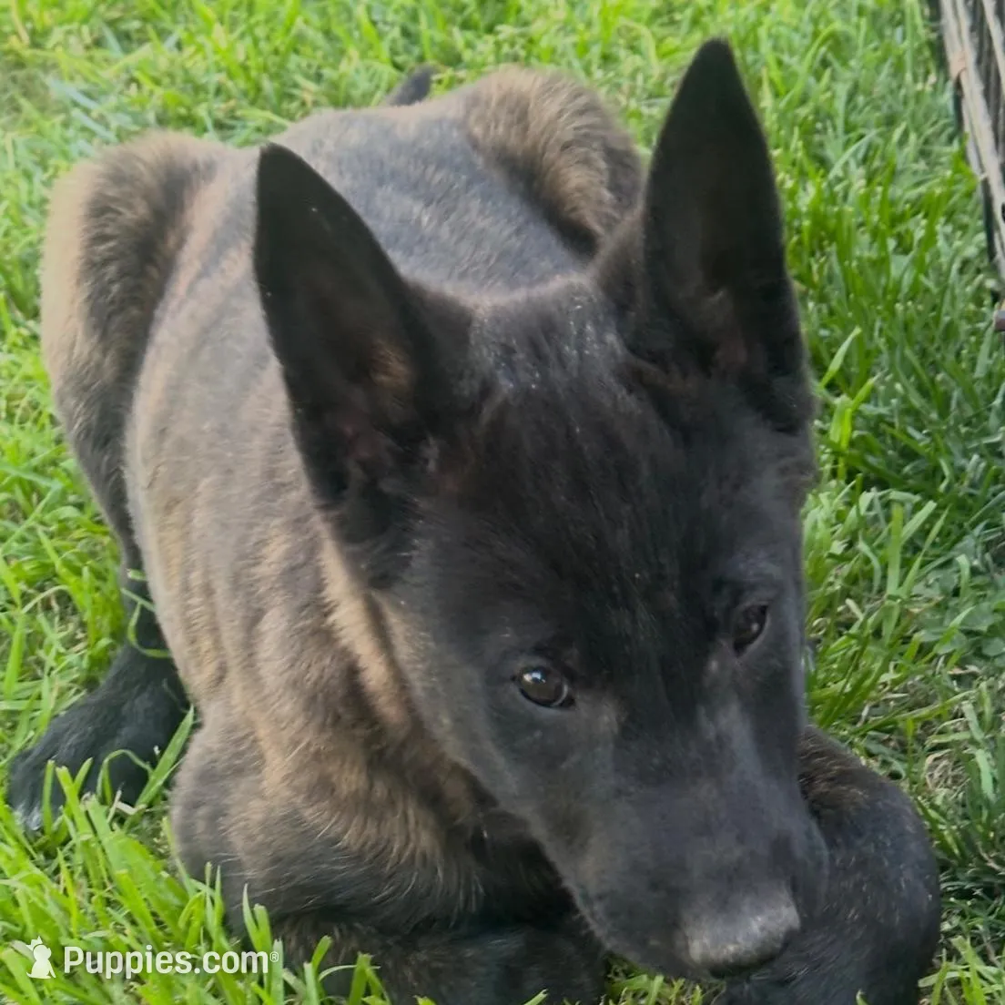 Brindle Females – Belgian Malinois puppy for sale in Rialto, CA