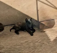 Brindle Females, a female Belgian Malinois for sale in Rialto, CA – Photo 1 of 2