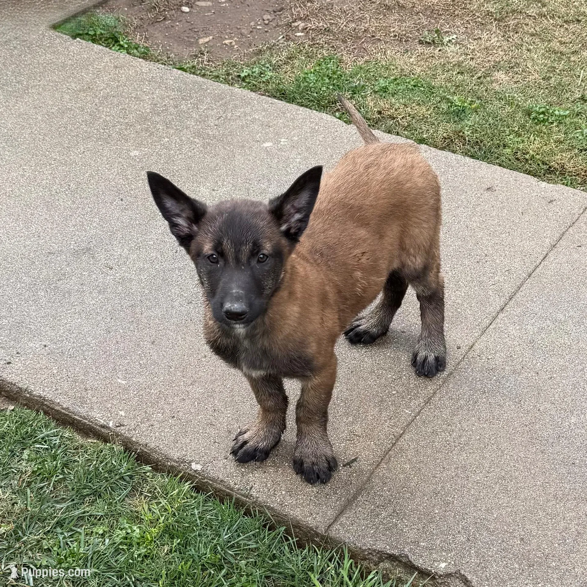 Mahogany Female, a female Belgian Malinois for sale in Rialto, CA – Photo 2 of 2