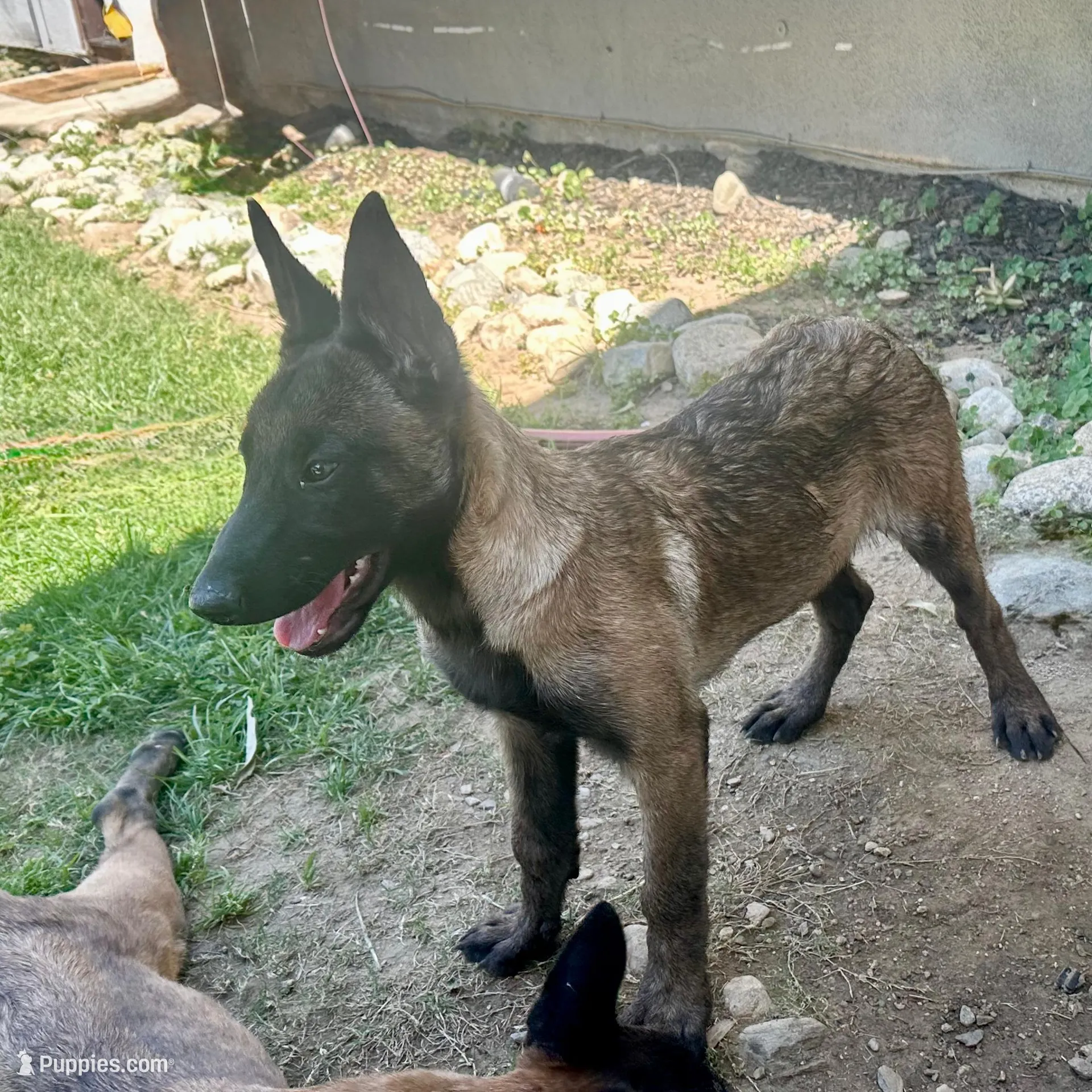 Mahogany Female – Belgian Malinois puppy for sale in Rialto, CA