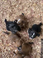 Donut, a male French Bulldog and Shih Tzu for sale in Oklahoma City, OK – 5 of 10