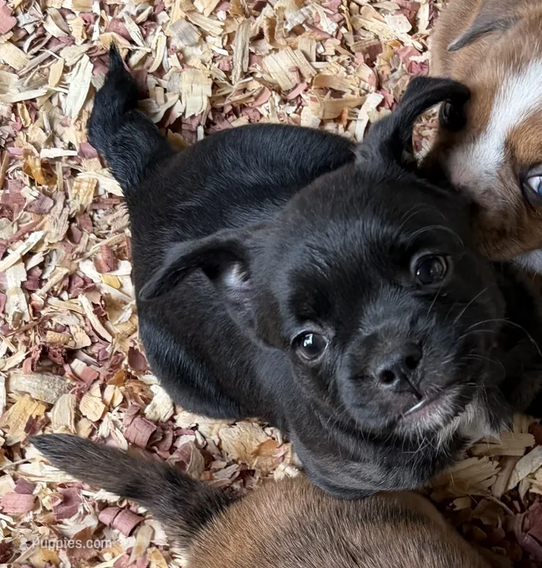 Cookie  – French Bulldog, Shih Tzu puppy for sale in Oklahoma City, OK