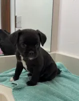 Cookie , a male French Bulldog and Shih Tzu for sale in Oklahoma City, OK – 2 of 9