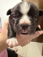 Donut, a male French Bulldog and Shih Tzu for sale in Oklahoma City, OK – 3 of 10