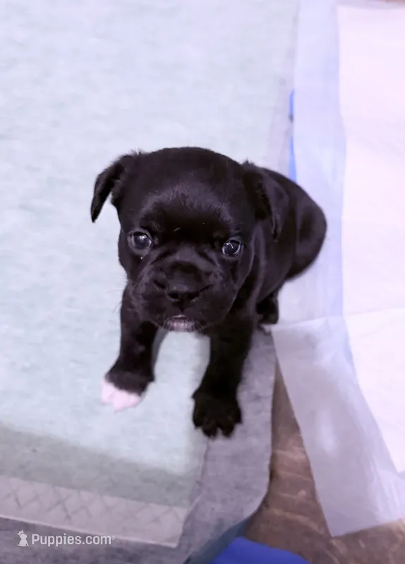Cookie  – French Bulldog, Shih Tzu puppy for sale in Oklahoma City, OK