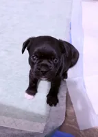 Cookie , a male French Bulldog and Shih Tzu for sale in Oklahoma City, OK – 1 of 9