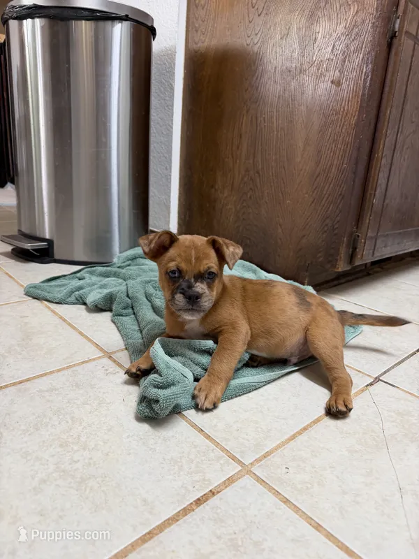 Giggle – French Bulldog, Shih Tzu puppy for sale in Oklahoma City, OK