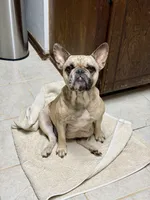 Rapunzel, a female French Bulldog for sale in Oklahoma City, OK – 7 of 8