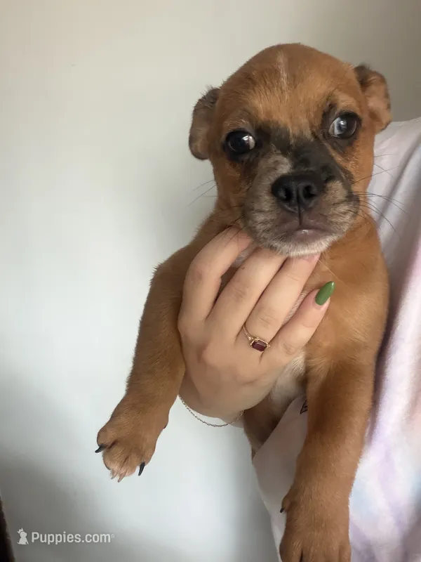 Giggle – French Bulldog, Shih Tzu puppy for sale in Oklahoma City, OK