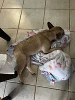 Rapunzel, a female French Bulldog for sale in Oklahoma City, OK – 3 of 8