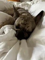 Rapunzel, a female French Bulldog for sale in Oklahoma City, OK – 6 of 8