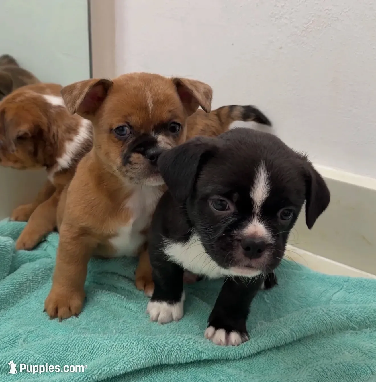 Donut, a male French Bulldog and Shih Tzu for sale in Oklahoma City, OK – 6 of 10