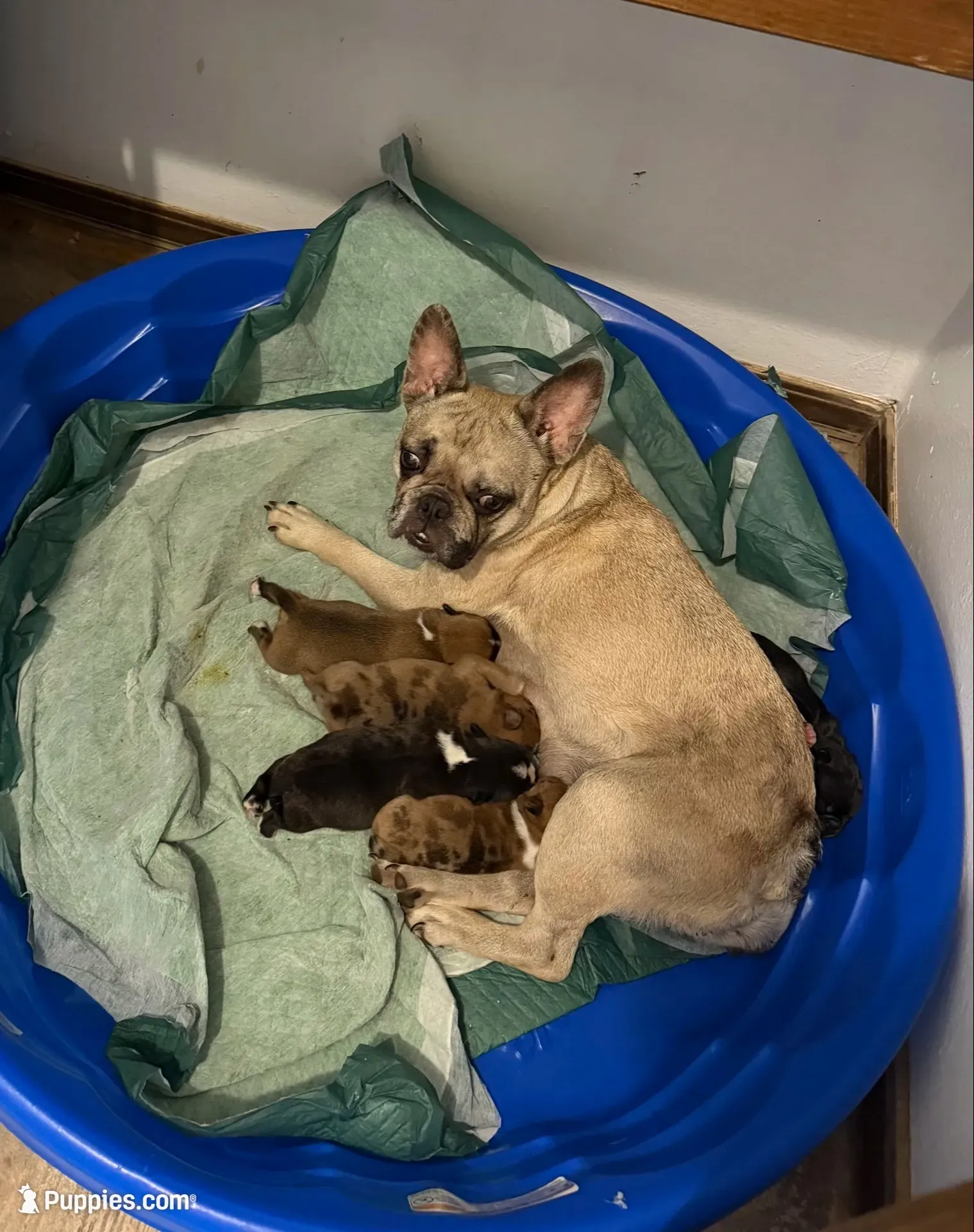 Donut, a male French Bulldog and Shih Tzu for sale in Oklahoma City, OK – 10 of 10